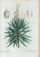 An illustration from Nouveau Duhamel (1801)