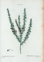 An illustration from Nouveau Duhamel (1801)
