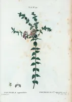 Picture 173 of 500 from Nouveau Duhamel (1801), leaf 174