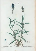 An illustration from Nouveau Duhamel (1801)