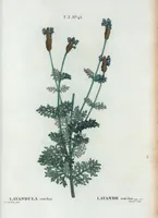 Picture 176 of 500 from Nouveau Duhamel (1801), leaf 177
