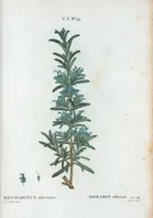 An illustration from Nouveau Duhamel (1801)
