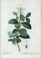 An illustration from Nouveau Duhamel (1801)