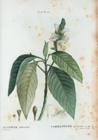 An illustration from Nouveau Duhamel (1801)