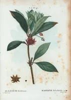 Picture 180 of 500 from Nouveau Duhamel (1801), leaf 181