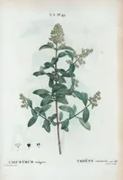 Picture 182 of 500 from Nouveau Duhamel (1801), leaf 183