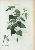 An illustration from Nouveau Duhamel (1801)
