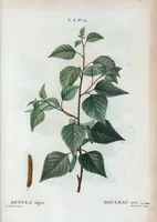 Picture 184 of 500 from Nouveau Duhamel (1801), leaf 185