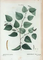 Picture 185 of 500 from Nouveau Duhamel (1801), leaf 186