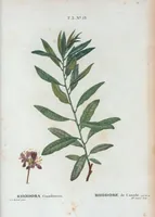 An illustration from Nouveau Duhamel (1801)