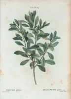 Picture 187 of 500 from Nouveau Duhamel (1801), leaf 188