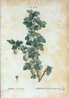 An illustration from Nouveau Duhamel (1801)