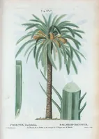 An illustration from Nouveau Duhamel (1801)