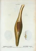 Picture 196 of 500 from Nouveau Duhamel (1801), leaf 197