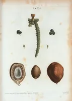 Picture 197 of 500 from Nouveau Duhamel (1801), leaf 198