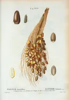 Picture 198 of 500 from Nouveau Duhamel (1801), leaf 199