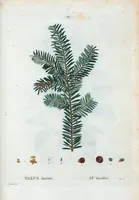 An illustration from Nouveau Duhamel (1801)
