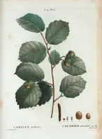 An illustration from Nouveau Duhamel (1801)
