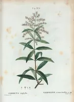 An illustration from Nouveau Duhamel (1801)