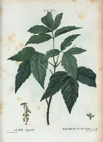 An illustration from Nouveau Duhamel (1801)
