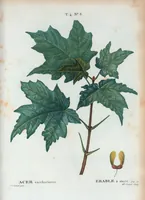 An illustration from Nouveau Duhamel (1801)
