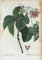 Picture 204 of 500 from Nouveau Duhamel (1801), leaf 205