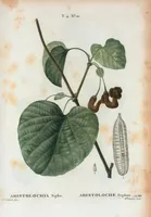 An illustration from Nouveau Duhamel (1801)