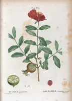 An illustration from Nouveau Duhamel (1801)
