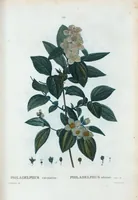 Picture 21 of 500 from Nouveau Duhamel (1801), leaf 21