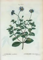 An illustration from Nouveau Duhamel (1801)