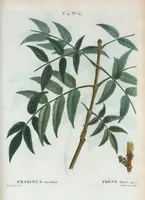 An illustration from Nouveau Duhamel (1801)