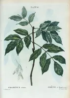 An illustration from Nouveau Duhamel (1801)