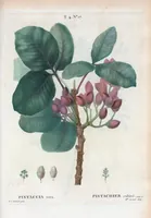 An illustration from Nouveau Duhamel (1801)