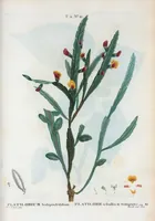 An illustration from Nouveau Duhamel (1801)