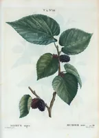 Picture 218 of 500 from Nouveau Duhamel (1801), leaf 219