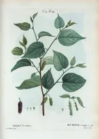 Picture 219 of 500 from Nouveau Duhamel (1801), leaf 220