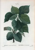 Picture 220 of 500 from Nouveau Duhamel (1801), leaf 221