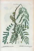 An illustration from Nouveau Duhamel (1801)