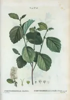 Picture 222 of 500 from Nouveau Duhamel (1801), leaf 223