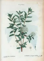 An illustration from Nouveau Duhamel (1801)