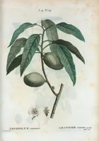 An illustration from Nouveau Duhamel (1801)