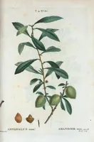 An illustration from Nouveau Duhamel (1801)