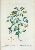 An illustration from Nouveau Duhamel (1801)