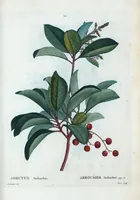 Picture 23 of 500 from Nouveau Duhamel (1801), leaf 23