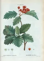 An illustration from Nouveau Duhamel (1801)