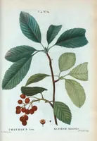 Picture 231 of 500 from Nouveau Duhamel (1801), leaf 232