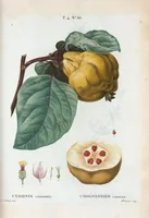 Picture 233 of 500 from Nouveau Duhamel (1801), leaf 234
