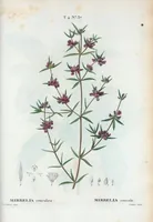 An illustration from Nouveau Duhamel (1801)
