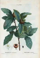 An illustration from Nouveau Duhamel (1801)