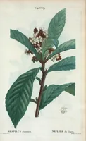 Picture 236 of 500 from Nouveau Duhamel (1801), leaf 237